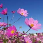 HD PENTAX-DA★11-18mmF2.8ED DC AW_immagine esempio_Foto di Yoshiaki Kobayashi